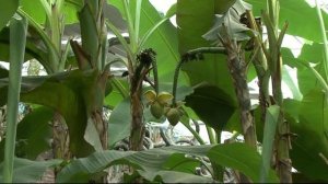 Майские праздники в Краснодаре (2019г.)