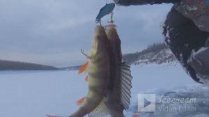 Рвутся лески! Гнутся багры!рыбалка по первому льду