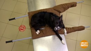 Если собака повредила лапу на прогулке. Доброе утро. Фрагмент выпуска от 03.03.2026