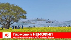 ЯПОНИЯ из окна поезда эп16: гармония немофил в парке Хитачи