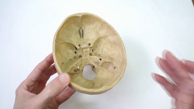 Места выходов черепных нервов из черепа