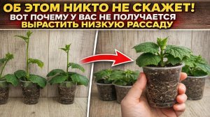 Раскрываю секреты низкой рассады огурцов!