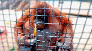 Не УКРАЛА, а подарили! Даночка с подарком ВЕСЕЛИТ и удивляет народ! Любимый орангутан ДАНА!