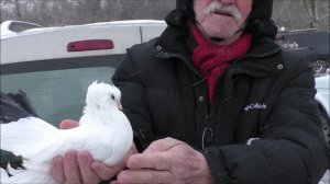 Ярмарка голубей. **2 часть**!! Город Зеленокумск.