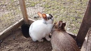 декоративные кролики