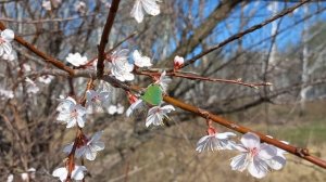 Малинница — ранняя небольшая бабочка с зелёными крыльями!