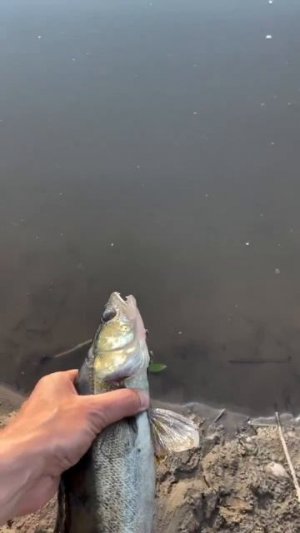 Клип @zatropheem