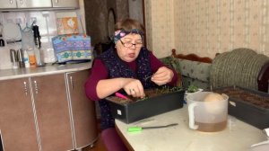 Щтамбовые томаты, пикирую. Перепутоные семена, тоже посеяла.