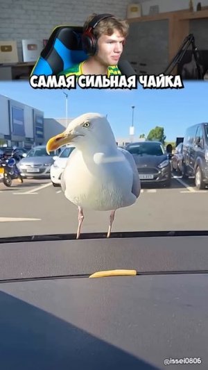 Это Очень ОПАСНАЯ Чайка! 😱🐦 #shorts #шортс #интересно #животные #прикол #мем #юмор #рофл #ржака