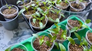 3 марта 26г.
Что с моей рассадой, как всходит, как растёт.🌱🌱🌱