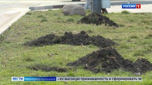 Около 4 000 новых растений появятся в Нальчике до конца апреля