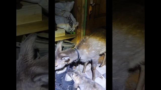 Животный мир.mp4