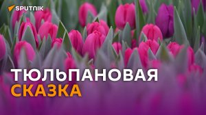 От желтых до «попугайных»: как семья из Заславля развивает цветочный бизнес