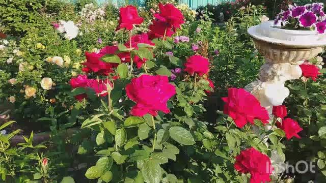 Розы в июне . Сезон 2025.