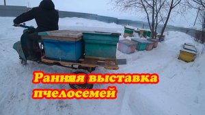РАННЯЯ ВЫСТАВКА ПЧЁЛ ИЗ ЗИМОВНИКА.