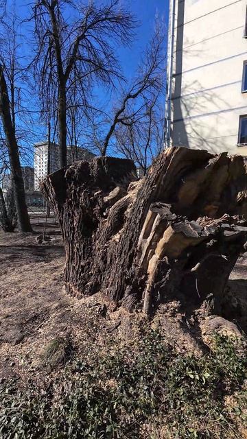 Не замечал дерево пока не спилили
