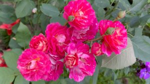 Август в Саду Вечер 8 августа 2025 часть 3