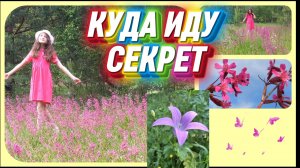 Луговые цветы. Куда иду секрет...