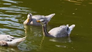 МУЗЫКА ДЛЯ ГЛУБОКОГО РАССЛАБЛЕНИЯ