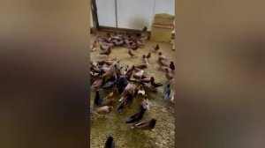 красивая коллекция. мраморных голубей-город Армавир. все вопросы по телефону.+7 918