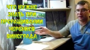 Как прорастить черенки винограда: основные рекомендации.