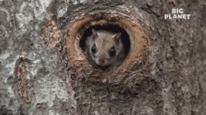 Имиджевый ролик канала Big Planet