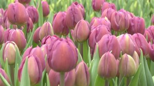 В Рязанском округе выращивают тюльпаны