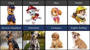 ЩЕНЯЧИЙ ПАТРУЛЬ В РЕАЛЬНОЙ ЖИЗНИ! ПОДБОРКА ПЕРСОНАЖЕЙ ИЗ МУЛЬТФИЛЬМА И СОБАЧЕК! РЕАКЦИЯ