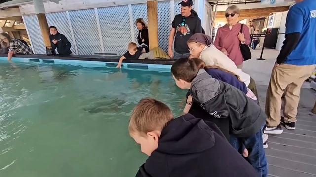 Ep.389 Did You Know You Could See Manatees and Stingrays for Free (Russian Subtitles) смотреть онлайн