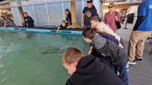 Ep.389 Did You Know You Could See Manatees and Stingrays for Free (Russian Subtitles)