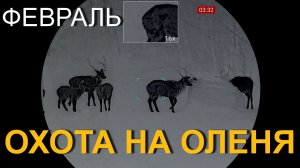 Охота на ОЛЕНЯ 💥 закрытие февраля