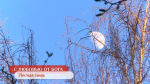 Лесная тишь | С любовью от Бога