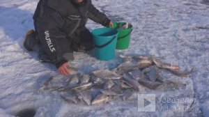 наловил несколько вёдер рыбы за два часа