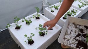 Выращивание сельдерея дома на гидропонике