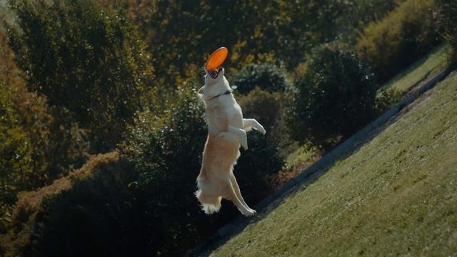 Apple - iPad Air with M4 (2026)