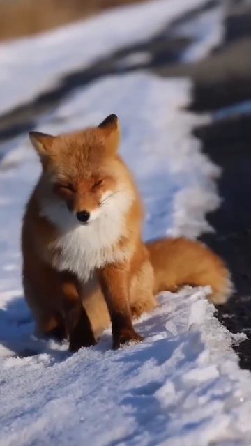 Лисица славится своей притягательной, очень интересной внешностью, мягким и красивым мехом.