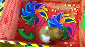 🐹Лабиринт со скорпионами и ловушками для хомячков-полицейских🐹 из «Истории хомячков. Часть 2»