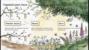 Биология 7 класс параграф 18 СТРУКТУРА РАСТИТЕЛЬНОГО СООБЩЕСТВА краткий пересказ