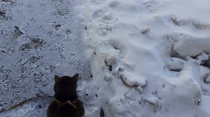 Тишка шуганул голубей слегка.