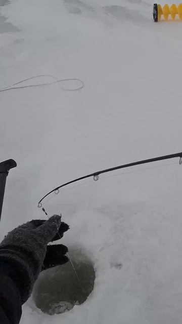 Приманка Куда 105