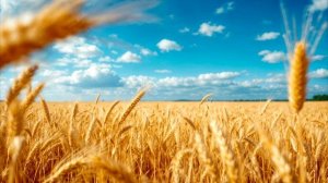 ВОРОН💥(гр.Южный ветер)💥💥💥