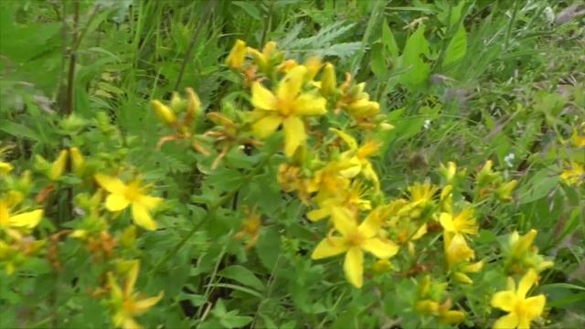 Зарайск. Русь жива - Евгений Самаркин. с. Апонитищи.