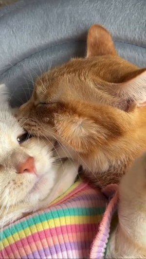 Автор видео: multi_laugh