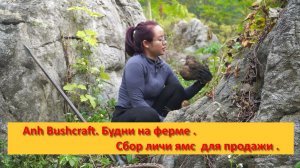Anh Bushcraft. Будни на ферме .Сбор личи ямс  для продажи .