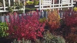 И осенью красиво. (песня на стихи Ларисы Рубальской)