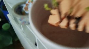 Продолжение эксперимента по укоренению черенков винограда