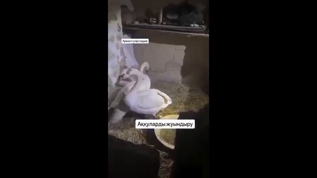 Любовь лебедей смотреть онлайн
