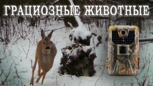 Грациозные животные / Фотоловушка в лесу