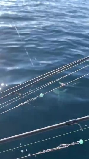 Ловим морскую лису.