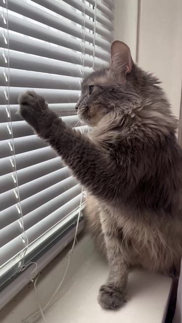 План побега )  #котоцарство  #котик  #кот